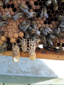 včely a plástev